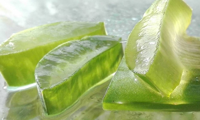 Καθησυχαστικός ο Πρόεδρος της Αντικαρκινικής Εταιρείας για την Αλόη - «Δεν έχει καρκινογόνες ουσίες»