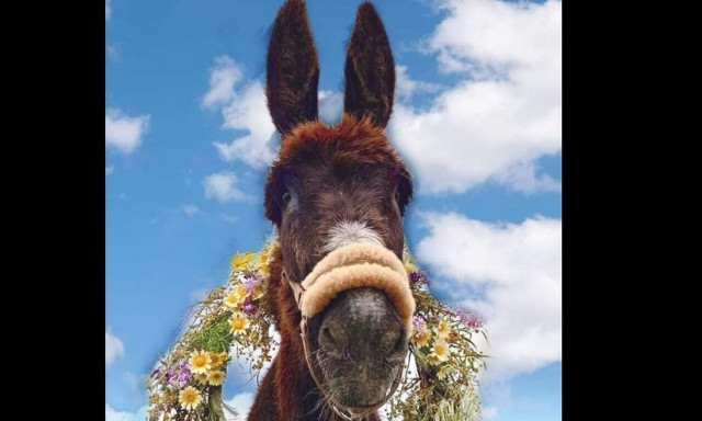 Τι ισχύει για τα αλόγα άμαξας και τα γαϊδουράκια  – Πότε μπορείτε να καταγγείλετε κακοποίηση