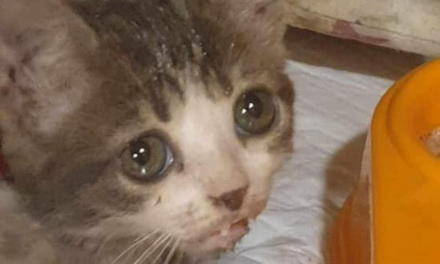 Παγκράτι: Ασυνείδητη κατάβρεχε μωρά γατάκια για να τα πνίξει - Συνελήφθη από την αστυνομία