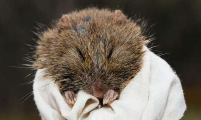 Αυστραλία: Ανακαλύφθηκε σπάνιο είδος χνουδωτού αρουραίου - «Είναι δύσκολο να μην το ερωτευθείς»