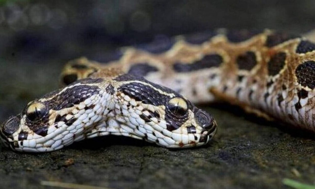 Τρίκαλα: Εκτός κινδύνου ο 4χρονος που δέχθηκε δάγκωμα φιδιού