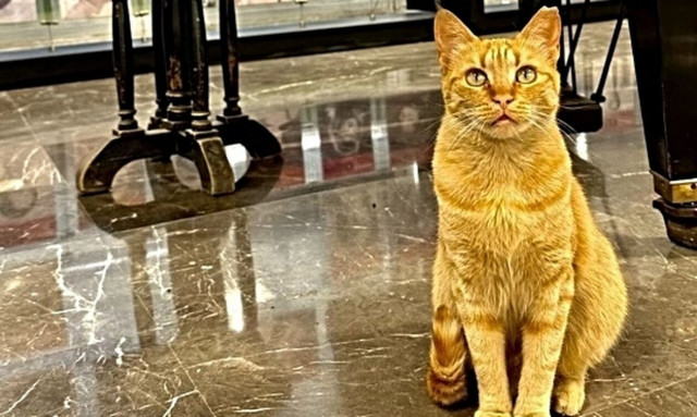 «Από εδώ, η Ραλλού»: Η ΕΡΤ συστήνει τη γάτα – «μασκότ» του Ραδιομεγάρου