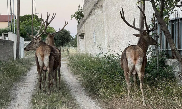 Μενίδι: Ελάφια «συνελήφθησαν» να κάνουν βόλτες στην πόλη