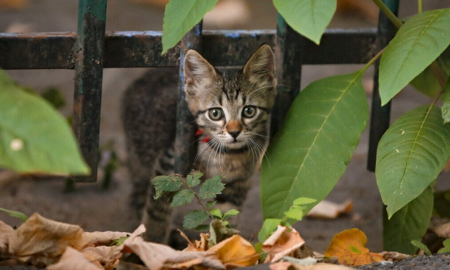 Ασύλληπτη κτηνωδία στις ΗΠΑ: 22χρονος σκότωνε γατάκια -Τα έπνιγε και τα έβαζε σε φούρνο μικροκυμάτων
