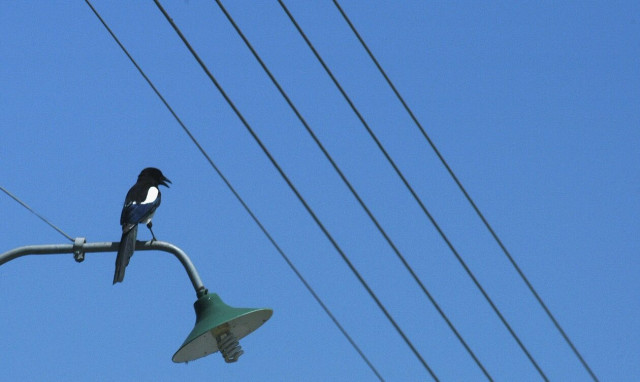 Φλώρινα: Εργαζόμενος του ΑΔΜΗΕ «κεραυνοβολήθηκε» στην προσπάθεια του να κόψει δένδρα