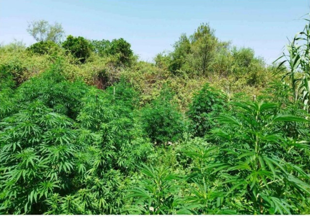 Σύλληψη χασισοκαλλιεργητή μέσω... κάμερας σε περιοχή της Άρτας
