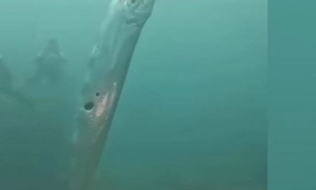 Δύτες ανακάλυψαν τρομακτικό θαλάσσιο πλάσμα και θεωρούν ότι είναι σημάδι μεγάλης καταστροφής