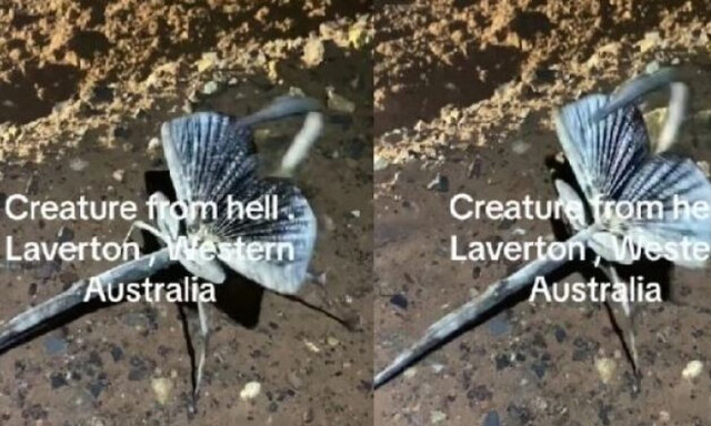 Αυστραλία: Επιστήμονες ταυτοποίησαν το «πλάσμα από τη κόλαση» και έχουν τρομοκρατηθεί