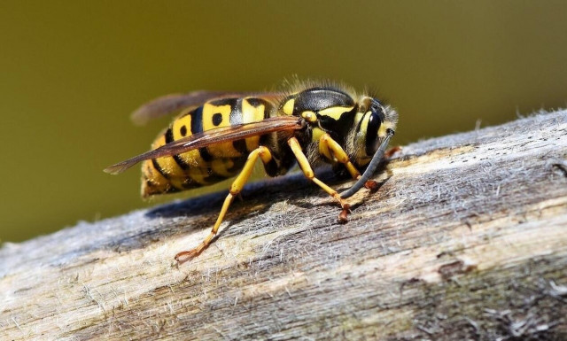 Λευκάδα: 4χρονος κατάπιε δύο σφήκες - Μεταφέρθηκε με περιπολικό στο νοσοκομείο