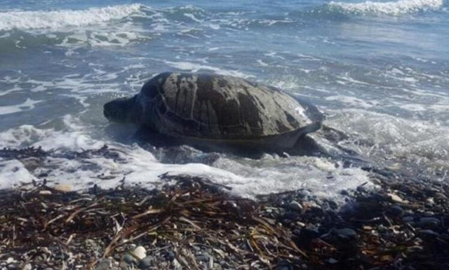 Απίστευτο περιστατικό στην Κύπρο: Xελώνα δάγκωσε λουόμενο στο πόδι