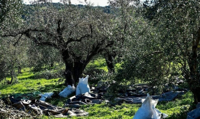 Οι καύσωνες σε Ελλάδα και ΕΕ μειώνουν την παραγωγή ελαιολάδου 