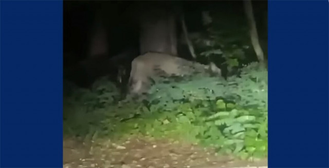 Σαφάρι στο... Βερολίνο: 100 αστυνομικοί, κτηνίατροι και κυνηγοί ψάχνουν το λιοντάρι