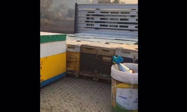 Η απόγνωση ενός μελισσοκόμου που η φωτιά κατέκαψε τα μελίσσια του