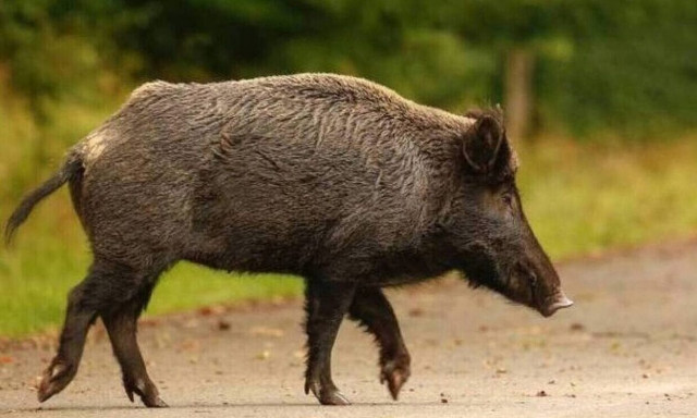 Καλαμάτα: 35χρονος μοτοσικλετιστής συγκρούστηκε με αγριογούρουνο - Μεταφέρθηκε στο νοσοκομείο
