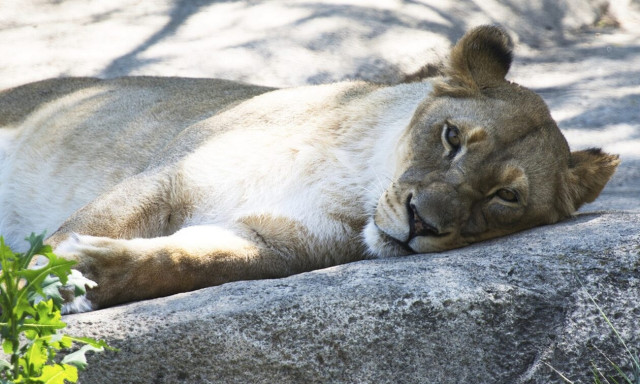 Συναγερμός για λιοντάρι στο Βερολίνο