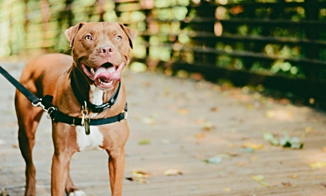 Βύρωνας: Τα πίτμπουλ κατασπάραξαν την 60χρονη – Γιατί συνελήφθη ο γιος της