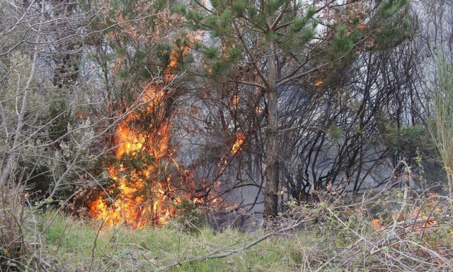 Φωτιά τώρα έξω από το χωριό Λοφίσκος στη Θεσσαλονίκη