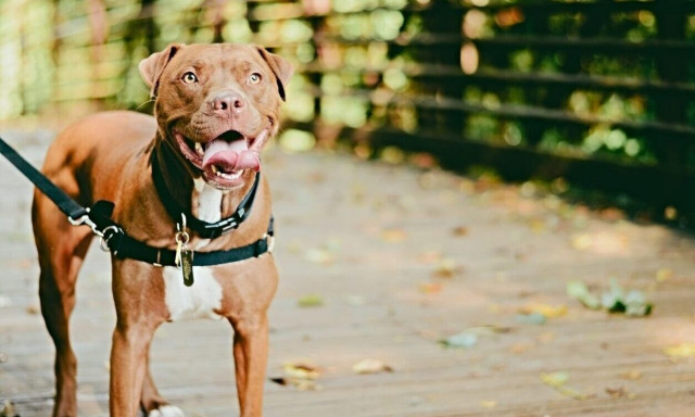 Βύρωνας: Ελεύθερος μετά τη δίωξη ο γιος της 60χρονης που κατασπάραξαν τα σκυλιά του