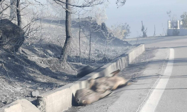Fire takes heavy toll on Rhodes wildlife, including deer