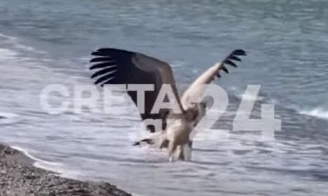 Ρέθυμνο: Διψασμένος γύπας προσγειώθηκε σε παραλία και έκανε μπάνιο στις ντουζιέρες