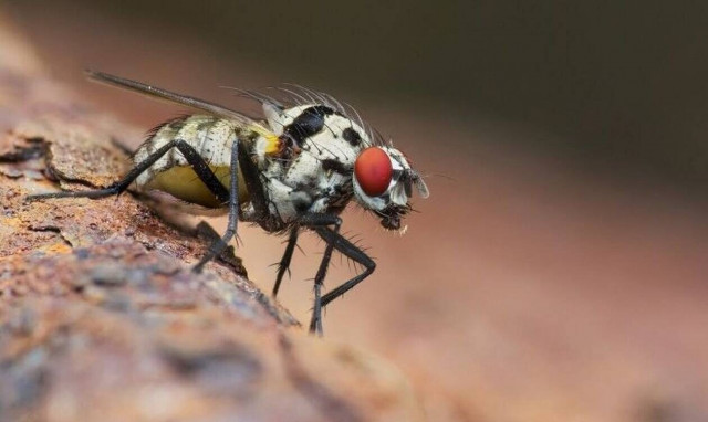 Επιστήμονες δημιούργησαν μύγες που αναπαράγονται με... παρθενογένεση