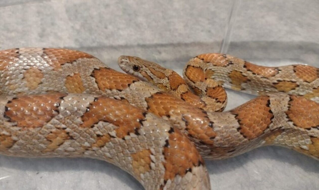 Θεσσαλονίκη: Φίδι «εισέβαλε» σε διαμέρισμα - Το απομάκρυνε η Πυροσβεστική