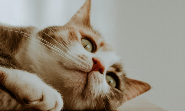 Αιδηψός: Σοκ για 65χρονη - Εγκληματίας δηλητηρίασε τις 8 γάτες της