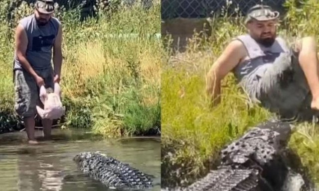 Τεράστιος αλιγάτορας παραλίγο να κατακρεουργήσει εκπαιδευτή που πήγε να τον ταΐσει με... γυμνά χέρια