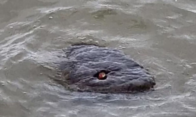 Συναγερμός στον Τάμεση: Άνδρας εντόπισε πλάσμα που μοιάζει με...ανακόντα