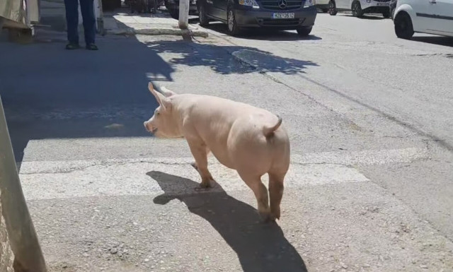 Αδέσποτο γουρουνάκι «κόβει» βόλτες και απολαμβάνει τη… δροσιά των ανθρώπων! | ΒΙΝΤΕΟ