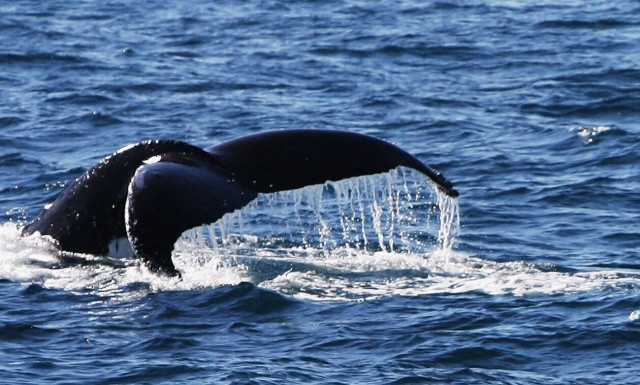 Φάλαινα ηλικίας 39 εκατομμυρίων ετών το βαρύτερο ζώο που έχει καταγραφεί