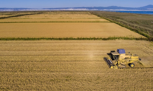 Θεσσαλονίκη: Ο καύσωνας διέλυσε ολοσχερώς καλλιέργειες στα Κουφάλια