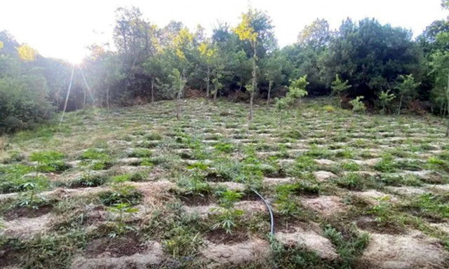 Χασισοφυτεία «μαμούθ» με 2.800 δενδρύλλια εντοπίστηκε στη Λάρισα