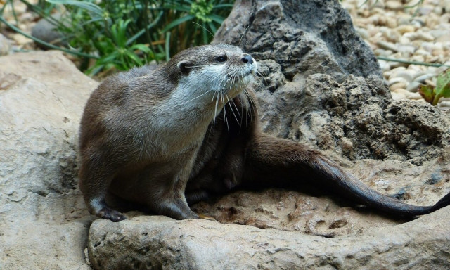 ΗΠΑ: Τρεις τουρίστριες τραυματίστηκαν από επίθεση ενυδρίδας             