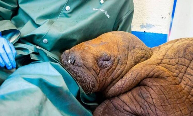 Αλάσκα: Πώς έσωσαν με...αγκαλιές ένα μωρό θαλάσσιο ίππο που εγκατέλειψε η μαμά του