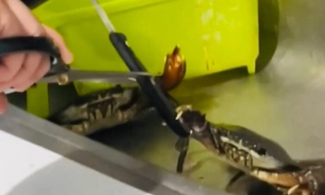 Πήγε να μαγειρέψει ένα καβούρι αλλά τελικά…ζωντάνεψε