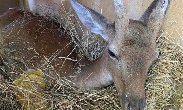 Ρόδος: Χειρουργήθηκε το ελαφάκι που σώθηκε από τη φωτιά της Ρόδου - Αναρρώνει στο Αττικό Πάρκο