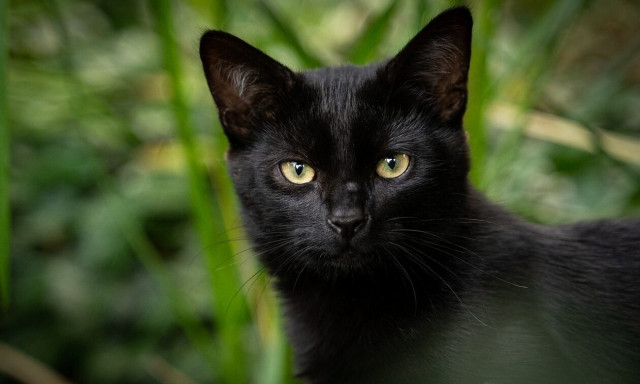 8 Αυγούστου: Παγκόσμια Ημέρα Γάτας