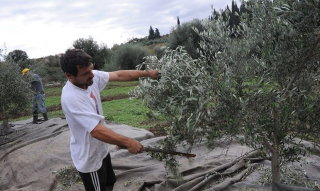 Αύξηση 100% στην τιμή του ελαιόλαδου φέτος - Εκτίμηση πως το δοχείο θα ξεπεράσει τα 150 ευρώ (vid)