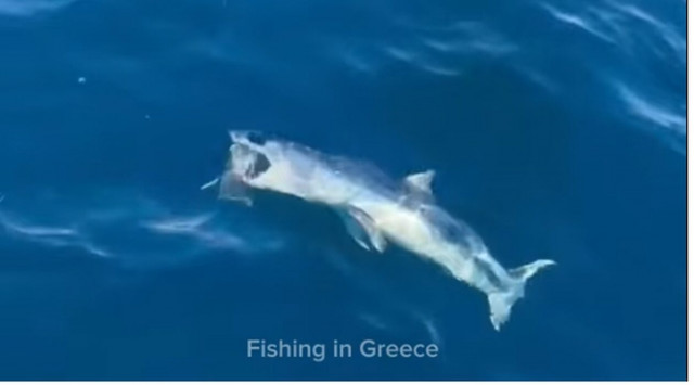 Καρχαρίας στον Αργολικό κόλπο – Προσπάθησε να αρπάξει ψάρι (vid)