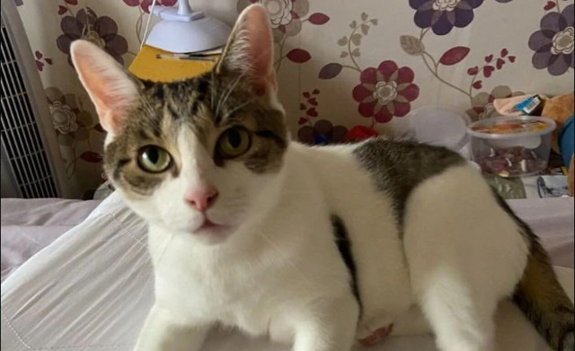 Γάτος σώζει 42χρονη γυναίκα από καρδιακή προσβολή