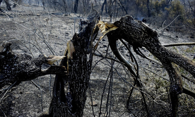 Φωτιές: Άμεσα οι πρώτες πληρωμές στους πυρόπληκτους του Ιουλίου
