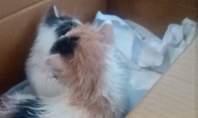 Κτηνωδία στον Βόλο - Έκλεισαν γατάκια σε κουτί από παπούτσια και τα πέταξαν στα σκουπίδια