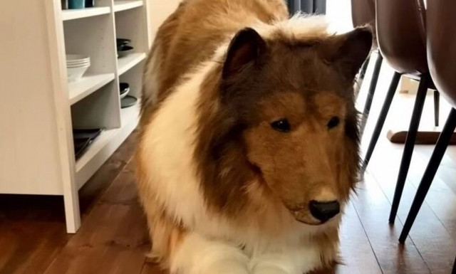 Ο άντρας που μεταμορφώθηκε σε σκύλο αποκάλυψε την αντίδραση της οικογένειάς του