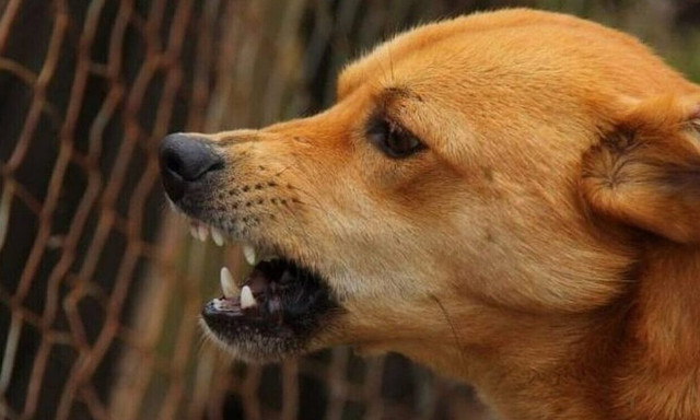 Λάρισα: Αγέλη σκύλων επιτέθηκε σε ποδηλάτη - Η καταγγελία και οι στιγμές τρόμου