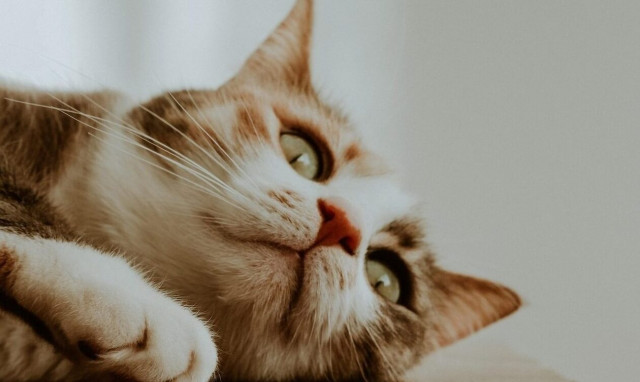 Κτηνωδία στη Θεσσαλονίκη - Κλώτσησε γατάκι και του αποκολλήθηκε η γνάθος (σκληρές εικόνες)