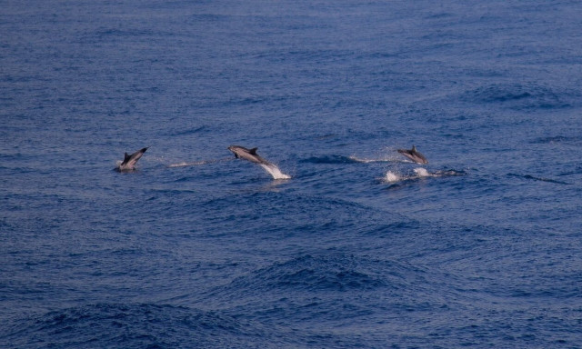 Δελφίνια έδωσαν σόου ανοιχτά του Αστακού - Απολαυστικό βίντεο