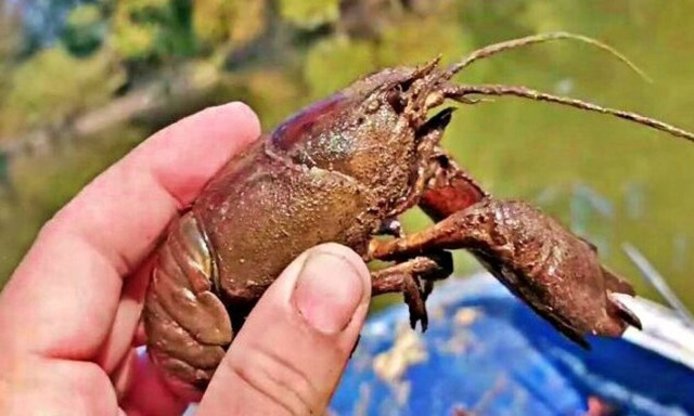 Λάρισα: Γέμισε καραβίδες και καβούρια ο Πηνειός