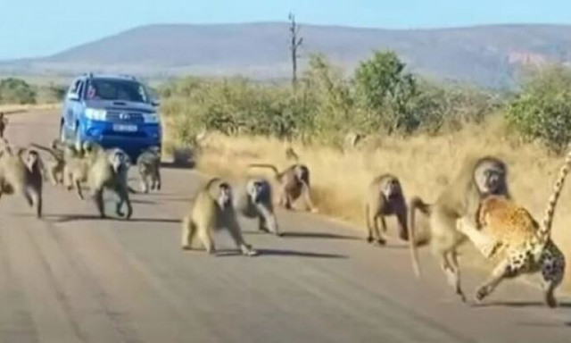 Αφρική: Λεοπάρδαλη δέχτηκε επίθεση από 50 μπαμπουίνους και βγήκε αλώβητη (vid)