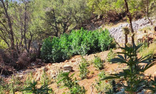 Χανιά: «Ορφανή» χασισοφυτεία «ξετρύπωσαν» οι Αρχές, στα Σφακιά